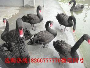 黑天鹅技能爆料最新版  第2张